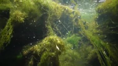 İçinde yeşil algler parçalamak, küçük balık yüzmek Creek, hızla akan su