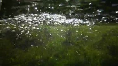 İçinde yeşil algler parçalamak, küçük balık yüzmek Creek, hızla akan su