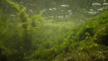 İçinde yeşil algler parçalamak, küçük balık yüzmek Creek, hızla akan su