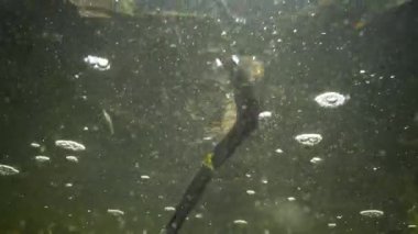 Zar yılanı (Natrix tessellata) bir Avrupa zehirsiz yılan Colubridae ailesine ait olduğunu