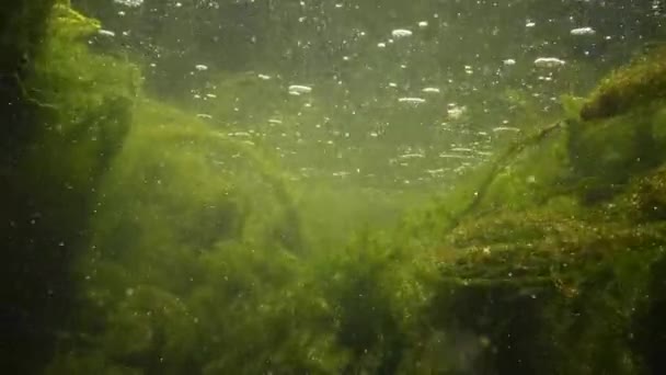 Eau qui coule rapidement dans le ruisseau, dans lequel les algues vertes s'effritent, les petits poissons nagent — Video