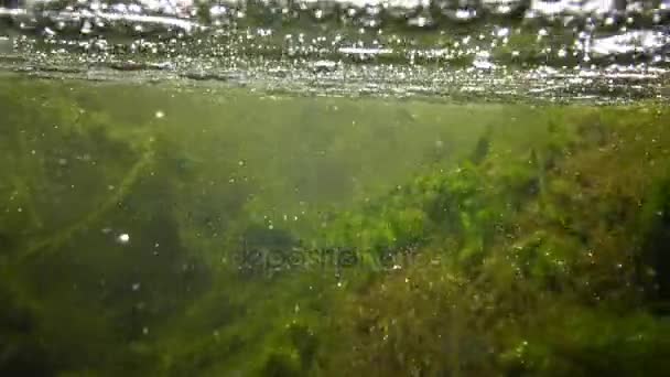 Snel stromend water in de kreek, in welke crumble van groene algen, zwemmen kleine vissen — Stockvideo