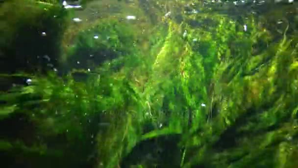 Snel stromend water in de kreek, in welke crumble van groene algen, zwemmen kleine vissen — Stockvideo