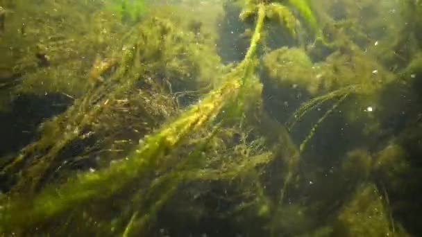 Eau qui coule rapidement dans le ruisseau, dans lequel les algues vertes s'effritent, les petits poissons nagent — Video