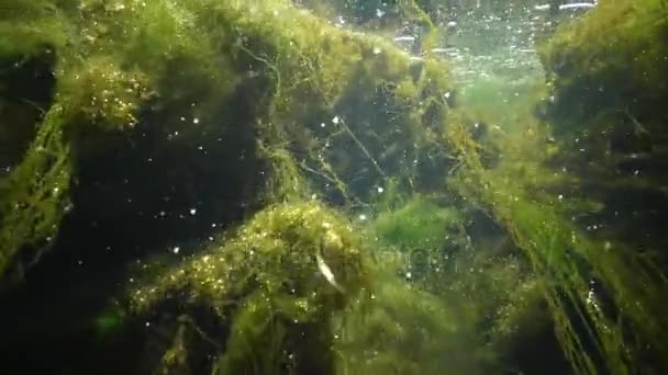 Eau qui coule rapidement dans le ruisseau, dans lequel les algues vertes s'effritent, les petits poissons nagent — Video