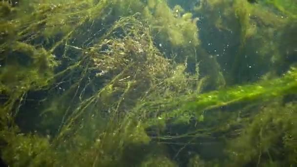 Eau qui coule rapidement dans le ruisseau, dans lequel les algues vertes s'effritent, les petits poissons nagent — Video