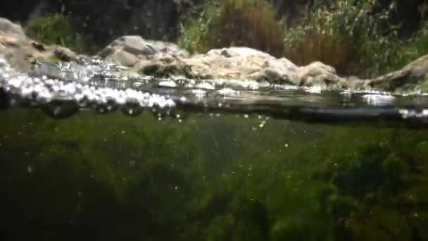 Швидко тече вода в струмку, в якій зелені водорості розсипаються, маленькі риби плавають — стокове відео