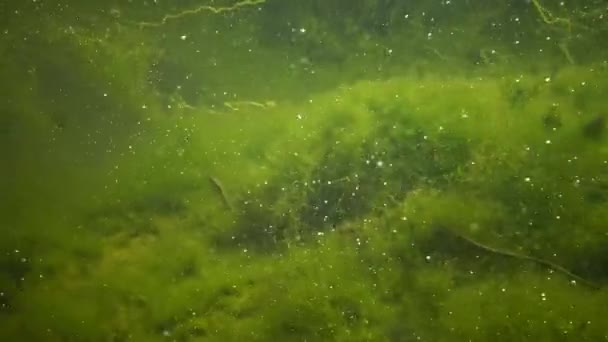 Dice snake (Natrix tessellata) je Evropská užovkami had patřící do čeledi Colubridae — Stock video