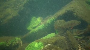 Levreği bilinen Perca fluviatilis