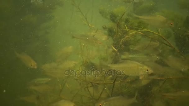 Hořavka Duhová (Rhodeus sericeus) je malé ryby z čeledi kaprů — Stock video