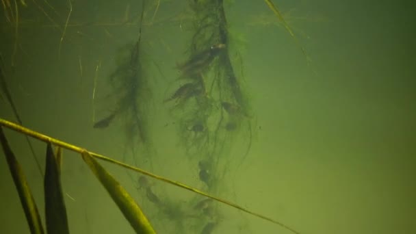 Головастики на зеленых водорослях в пресной воде — стоковое видео