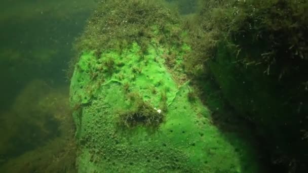 Spongillidae - a family of freshwater sponges from the class of ordinary sponges — Stock Video