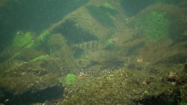 Perca fluviatilis, gemeinhin als Europäischer Barsch bekannt — Stockvideo