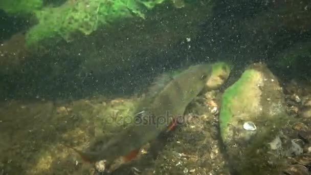 Perca fluviatilis，俗称欧洲鲈鱼 — 图库视频影像