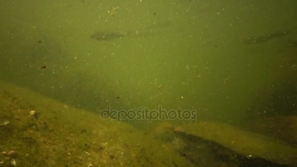 Pequenos peixes de água doce flutuando na água no lago — Vídeo de Stock