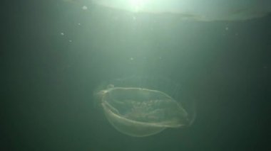 Su sütunu içinde yüzen bir denizanası. Aurelia aurita (jöle moon olarak da bilinen ortak denizanası, ay denizanası