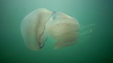 Rhizostoma pulmo, varil denizanası, çöp kovası-kapak denizanası veya fırfırlı ağızlı Deniz anası bilinen
