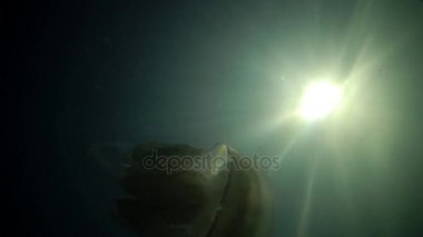 Rhizostoma pulmo, varil denizanası, çöp kovası-kapak denizanası veya fırfırlı ağızlı Deniz anası bilinen