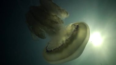 Rhizostoma pulmo, varil denizanası, çöp kovası-kapak denizanası veya fırfırlı ağızlı Deniz anası bilinen