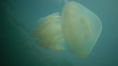 Rhizostoma pulmo, varil denizanası, çöp kovası-kapak denizanası veya fırfırlı ağızlı Deniz anası bilinen