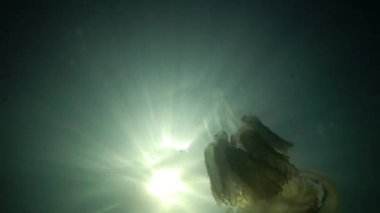 Rhizostoma pulmo, varil denizanası, çöp kovası-kapak denizanası veya fırfırlı ağızlı Deniz anası bilinen