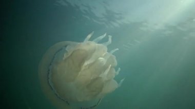 Rhizostoma pulmo, varil denizanası, çöp kovası-kapak denizanası veya fırfırlı ağızlı Deniz anası bilinen