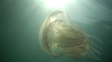 Rhizostoma pulmo, varil denizanası, çöp kovası-kapak denizanası veya fırfırlı ağızlı Deniz anası bilinen