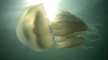 Rhizostoma pulmo, varil denizanası, çöp kovası-kapak denizanası veya fırfırlı ağızlı Deniz anası bilinen