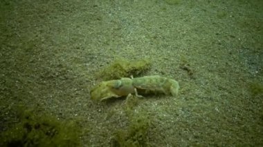 Deniz cliff (Upogebia pusilla) - bir tür süper kalianasov kabuklu. 