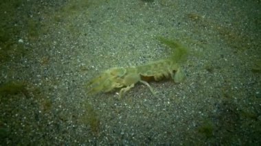 Boğa'nın saldırı kanser, benzersiz bir an. Deniz cliff (Upogebia pusilla) - bir tür süper kalianasov kabuklu. 