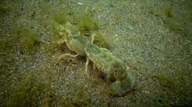 Deniz cliff (Upogebia pusilla) - bir tür süper kalianasov kabuklu. 