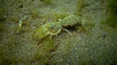 Deniz cliff (Upogebia pusilla) - bir tür süper kalianasov kabuklu. 