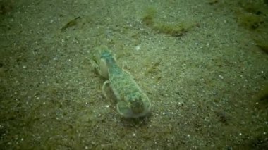 Deniz cliff (Upogebia pusilla) - bir tür süper kalianasov kabuklu. 