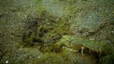 Deniz cliff (Upogebia pusilla) - bir tür süper kalianasov kabuklu. 