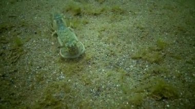 Deniz cliff (Upogebia pusilla) - bir tür süper kalianasov kabuklu. 