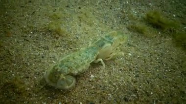 Deniz cliff (Upogebia pusilla) - bir tür süper kalianasov kabuklu. 