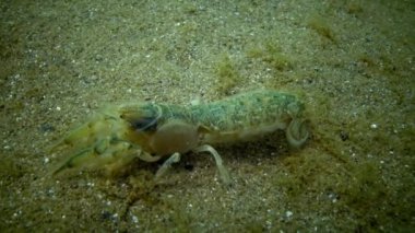 Deniz cliff (Upogebia pusilla) - bir tür süper kalianasov kabuklu. 