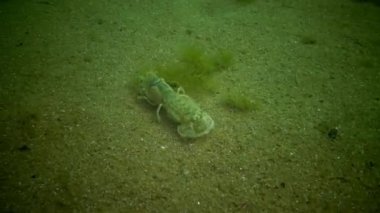 Deniz cliff (Upogebia pusilla) - bir tür süper kalianasov kabuklu. 