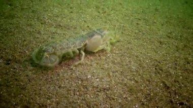 Deniz cliff (Upogebia pusilla) - bir tür süper kalianasov kabuklu. 
