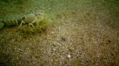 Deniz cliff (Upogebia pusilla) - bir tür süper kalianasov kabuklu. 