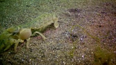 Deniz cliff (Upogebia pusilla) - bir tür süper kalianasov kabuklu. 