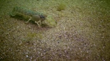 Deniz cliff (Upogebia pusilla) - bir tür süper kalianasov kabuklu. 