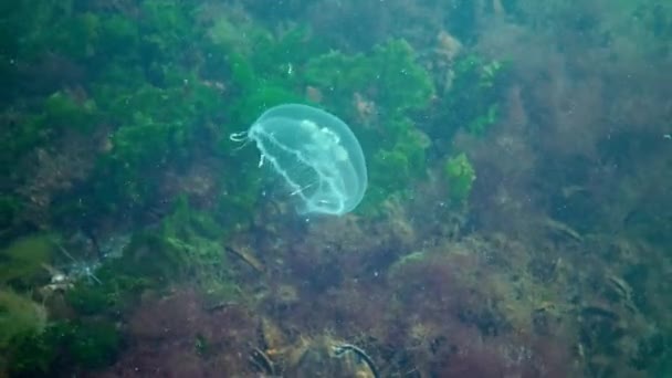 Una medusa flotando en la columna de agua. Aurelia aurita (también llamada medusa común, medusa lunar, jalea lunar) — Vídeos de Stock