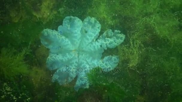 Méduse morte, Rhizostoma pulmo, communément appelée méduse baril, méduse à couvercle poubelle ou méduse à bouche frileuse — Video