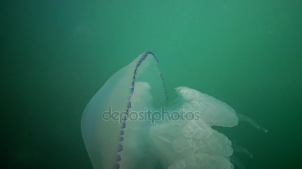 Rhizostoma pulmo, comúnmente conocido como medusa de barril, medusa de la tapa del cubo de basura o medusa de boca rizada — Vídeos de Stock