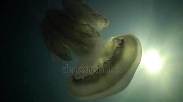 Rizostoma pulmo, широко відомий як бочкові медузи, медузи з пиловими лідами або медузи з крижаним ротом — стокове відео