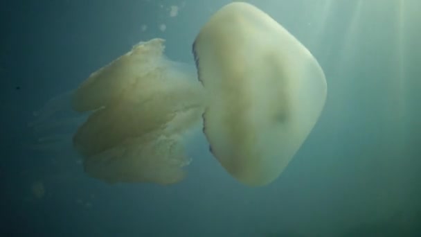 Rhizostoma pulmo, communément appelée méduse baril, méduse à couvercle poubelle ou méduse à bouche frileuse — Video