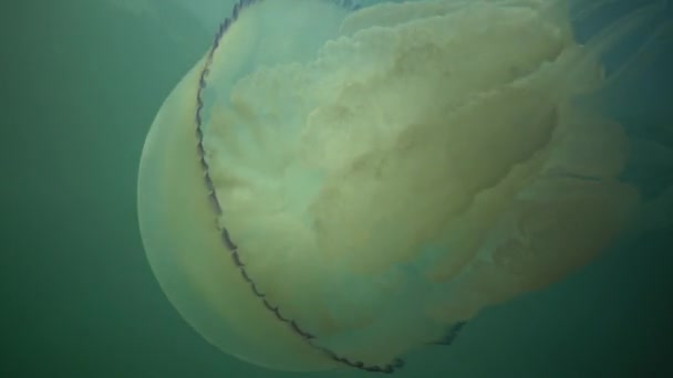 Rhizostoma pulmo, comúnmente conocido como medusa de barril, medusa de la tapa del cubo de basura o medusa de boca rizada — Vídeos de Stock