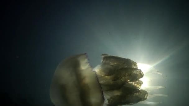 Rhizostoma pulmo, широко известная как медуза-бочка, медуза с крышкой мусорного бака или медуза с ртом. — стоковое видео