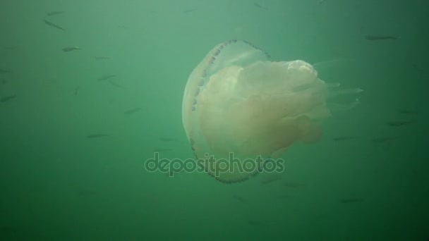 Rhizostoma pulmo, commonly known as the barrel jellyfish, the dustbin-lid jellyfish or the frilly-mouthed jellyfish — Stock Video